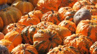 Tarlada çeşit çeşit bal kabağı var. Güneşli bir günde sonbahar hasadı.