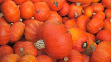 Tarlada çeşit çeşit bal kabağı var. Güneşli bir günde sonbahar hasadı.