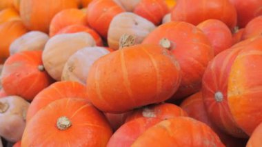 Tarlada çeşit çeşit bal kabağı var. Güneşli bir günde sonbahar hasadı.