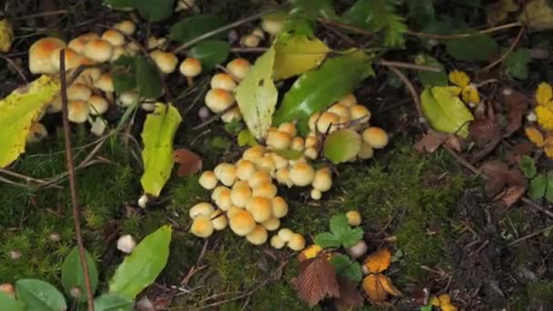 采蘑菇人的手拿起一根松树枝条 在它下面 有许多森林里的蘑菇生长在覆盖着苔藓的地面上 森林里的蘑菇秋天的收获 — 图库视频影像