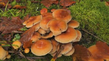 Birçok orman mantarı yerde yosun ile kaplı olarak yetişir. Ormanda sonbahar mantar hasadı.