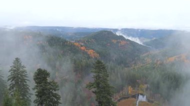 Almanya, Kara Orman 'ın sonbahar dağlarında yoğun sis var..