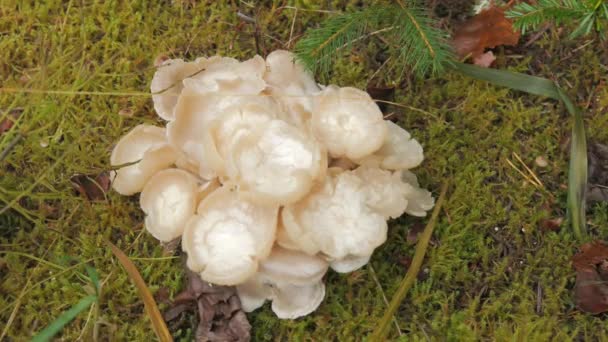 Muitos Cogumelos Floresta Branca Que Crescem Chão Cobertos Com Musgo — Vídeo de Stock