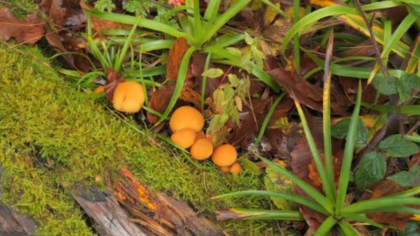 Muitos Cogumelos Florestais Que Crescem Chão Cobertos Com Musgo Colheita — Vídeo de Stock