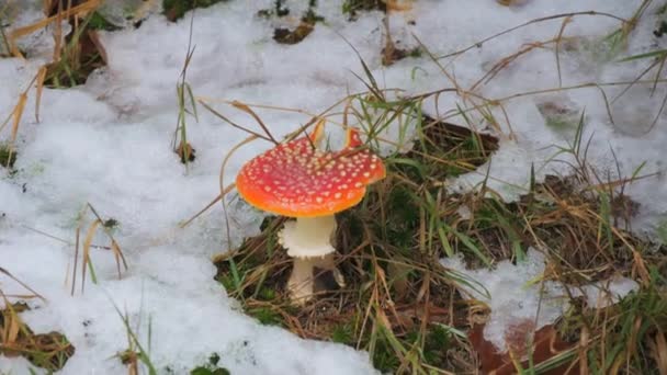 在雪地里的森林里 毒辣地飞舞着 头戴红帽子 白点斑斑 — 图库视频影像