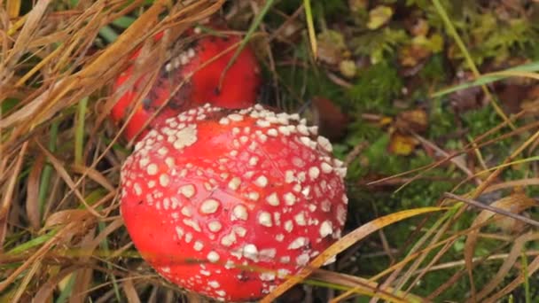Δηλητηριώδης Μύγα Αγαρική Κόκκινο Καπάκι Λευκή Κουκίδα Στο Δάσος — Αρχείο Βίντεο