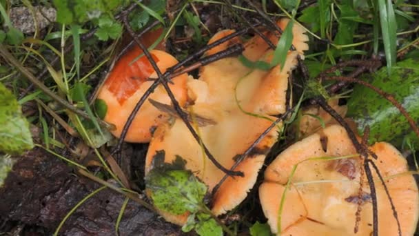 Many Forest Mushrooms Grow Ground Covered Moss Autumn Harvest Mushrooms — Stock Video