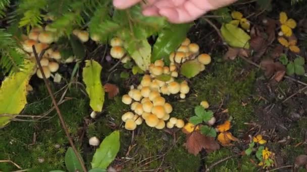 Mushroom Pickers Hand Picks Pine Branch Many Forest Mushrooms Growing — Stock Video