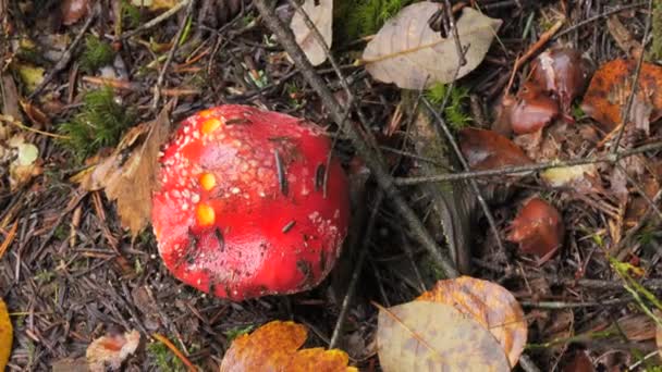 Trująca Mucha Agaric Czerwonym Wieczkiem Białej Kropce Lesie — Wideo stockowe