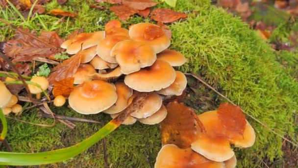 Banyak Jamur Hutan Yang Tumbuh Tanah Ditutupi Dengan Lumut Musim — Stok Video