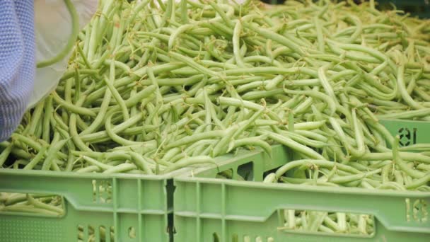 园艺和农业概念 市场上完美的绿色新鲜成熟有机豌豆收获 素食主义者种植的食物生产 男人的手采摘不同的绿豆豆荚 — 图库视频影像