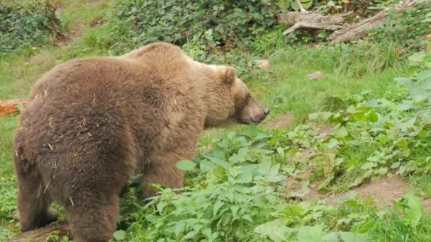 Великий Коричневий Ведмідь Крупним Планом Ведмежому Заповіднику Чорному Лісі Німеччина — стокове відео