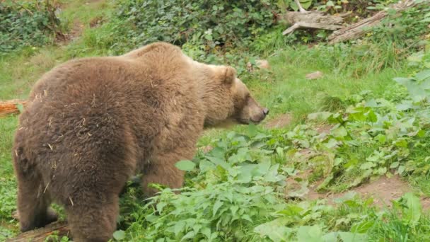 Velký Medvěd Hnědý Zblízka Rezervaci Medvědů Černém Lese Německu Zpomalený — Stock video