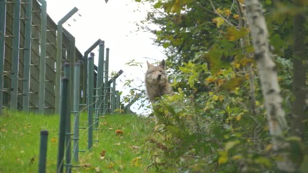一只真正的灰狼 潜伏在灌木丛中 在德国黑森林的一个自然保护区里东张西望 慢动作 — 图库视频影像