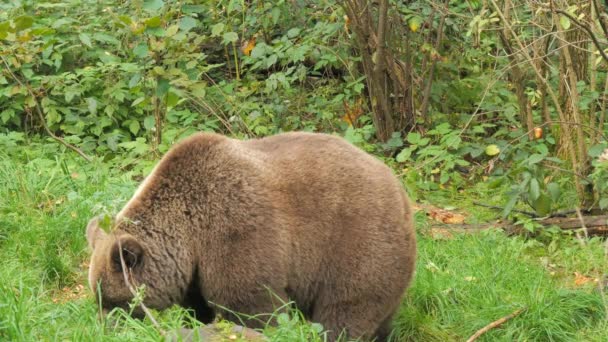 Wielkie Zbliżenie Niedźwiedzia Brunatnego Rezerwacie Niedźwiedzi Czarnym Lesie Niemczech Zwolniony — Wideo stockowe