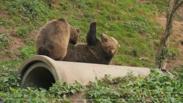2頭の茶色のクマがお互いに遊んでいました 彼らは噛み 後ろの足に立ってゆっくりと動きます 動物保護区 ブラックフォレスト ドイツ — ストック動画
