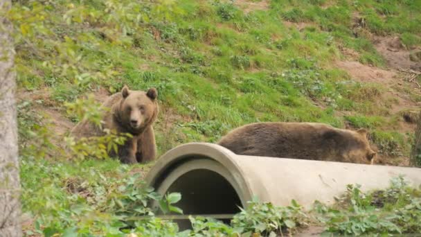 Bawią Się Sobą Dwa Śmieszne Niedźwiedzie Brunatne Gryzą Pchają Stają — Wideo stockowe