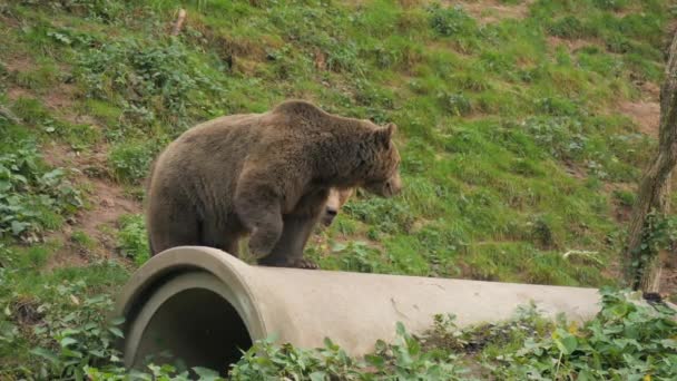 Bawią Się Sobą Dwa Śmieszne Niedźwiedzie Brunatne Gryzą Pchają Stają — Wideo stockowe