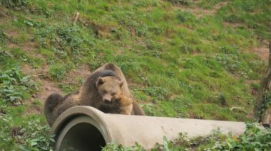 İki komik boz ayı birbirleriyle oynuyorlar. Isırırlar, iterler, arka ayakları üzerinde ağır çekimde dururlar. Hayvan Sığınağı, Kara Orman, Almanya