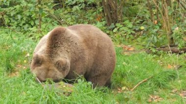 Almanya 'nın Kara Orman bölgesindeki bir ayıya yakın çekim yapan büyük kahverengi bir ayı. Yavaş çekim