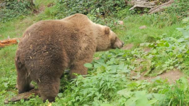Urso Pardo Grande Close Uma Reserva Urso Floresta Negra Alemanha — Vídeo de Stock