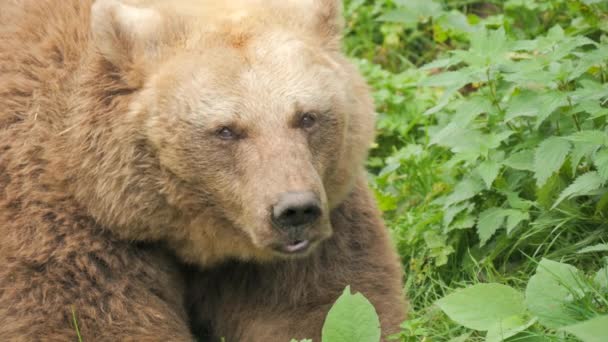 Wielkie Zbliżenie Niedźwiedzia Brunatnego Rezerwacie Niedźwiedzi Czarnym Lesie Niemczech Zwolniony — Wideo stockowe