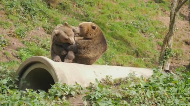 Due Simpatici Orsi Bruni Stanno Giocando Tra Loro Mordono Spingono — Video Stock