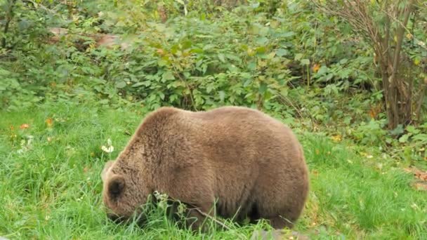 Большой Бурый Медведь Крупным Планом Заповеднике Медведей Шварцвальде Германия Медленное — стоковое видео