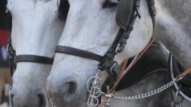Baden-Baden, Almanya - 17 Aralık 2023: Bir çift iyi giyimli beyaz at birbirleriyle konuşuyor, ağır çekim.