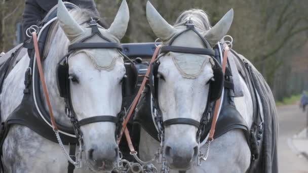 Baden Baden Tyskland December 2023 Ett Par Välklädda Vita Hästar — Stockvideo