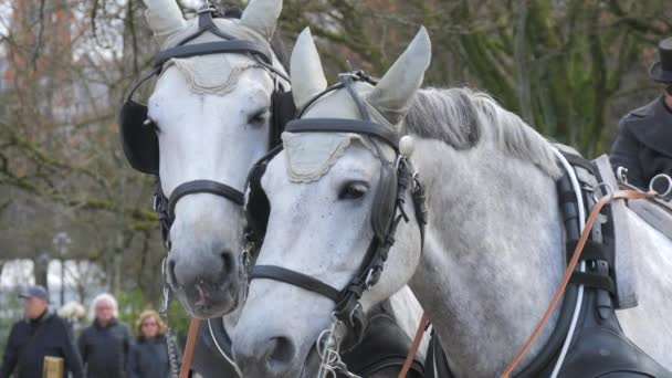 Baden Baden Germany December 2023 Pair Well Dressed White Horses — Stock Video