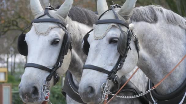 Baden Baden Duitsland December 2023 Een Paar Goedgeklede Witte Paarden — Stockvideo