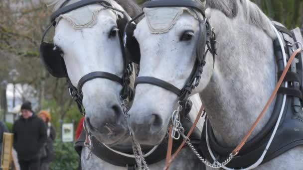 Baden Baden Duitsland December 2023 Een Paar Goedgeklede Witte Paarden — Stockvideo