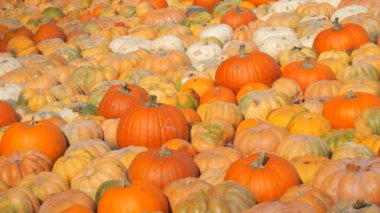 Sahada bir sürü olgun turuncu ve kırmızı balkabağı var. Sonbahar balkabağı hasadı.