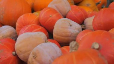 Sahada bir sürü olgun turuncu ve kırmızı balkabağı var. Sonbahar balkabağı hasadı.