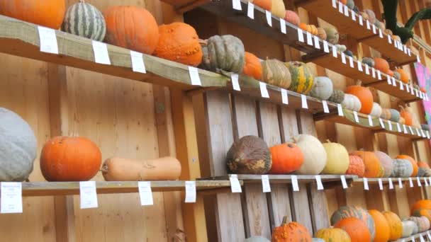 2023年10月17日 德国路德维希堡 一个有各种南瓜的摊位 每个水果的名字都有签名 — 图库视频影像