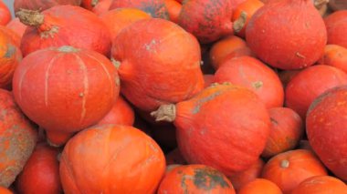 Sahada bir sürü olgun turuncu ve kırmızı balkabağı var. Sonbahar balkabağı hasadı.