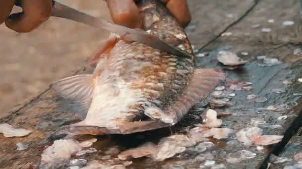 一个雄性渔夫清理他刚刚钓到的一条活泼的大鱼的鳞片 清洁淡水鱼 以便进一步烹饪 — 图库视频影像