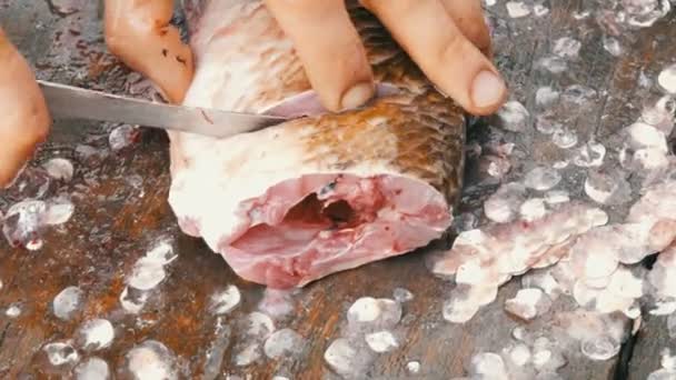 Człowiek Rybak Kawałki Ryby Żywe Duże Ryby Prostu Złowionych Kawałki — Wideo stockowe