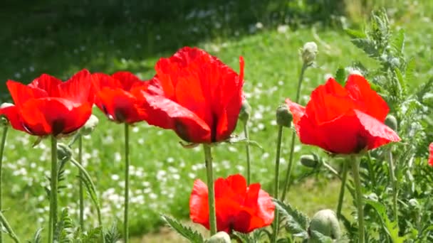 Величезні Червоні Макові Пелюстки Ширяють Вітрі Весняний День Парку Клумбі — стокове відео