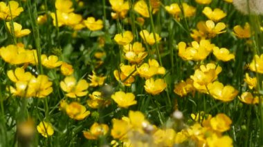 Bahar çiçeklerindeki küçük sarı çiçeklerin olduğu bir açıklık..