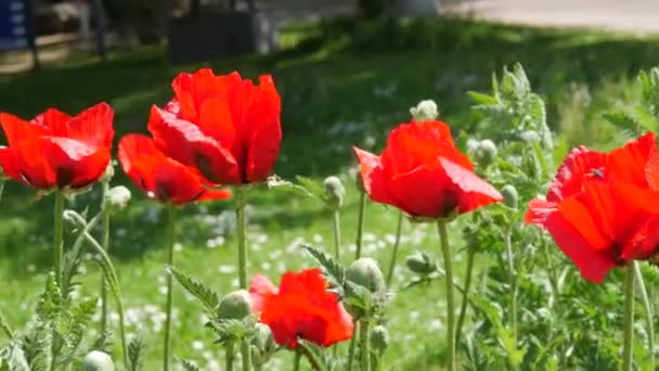 Величезні Червоні Макові Пелюстки Ширяють Вітрі Весняний День Парку Клумбі — стокове відео