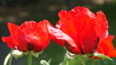 Büyük kırmızı gelincik yaprakları rüzgarda sallanıyor. Bir bahar günü, bir parkta, çiçek tarhında..