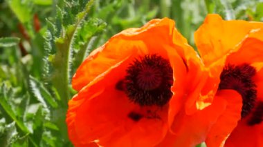 Büyük, alışılmadık turuncu gelincik yaprakları bir bahar günü bir çiçek tarhında rüzgarda sallanıyor..