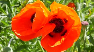 Büyük, alışılmadık turuncu gelincik yaprakları bir bahar günü bir çiçek tarhında rüzgarda sallanıyor..