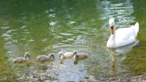 Семья Лебедей Два Взрослых Больших Красивых Лебедя Плавают Своими Детьми — стоковое видео