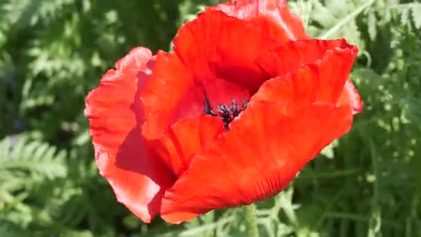 Огромные Красные Лепестки Мака Раскачиваются Ветру Весенний День Парке Клумбе — стоковое видео