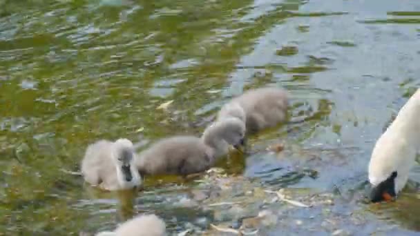 Сім Лебедів Двоє Дорослих Великих Красивих Лебедів Плавають Своїми Дітьми — стокове відео