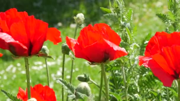 Huge Red Poppy Petals Sway Wind Spring Day Park Flower — Stock Video