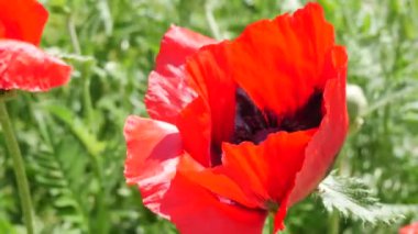 Büyük kırmızı gelincik yaprakları rüzgarda sallanıyor. Bir bahar günü, bir parkta, çiçek tarhında..